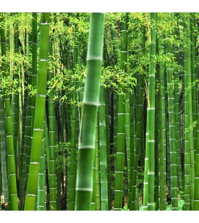 Bamboo & Leaf Fragrant Oil 