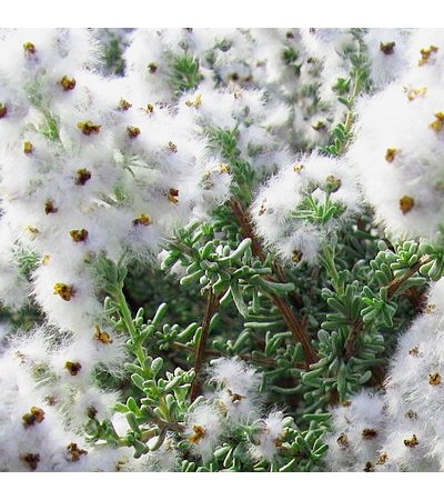 Cape Snowbush Essential Oil South Africa