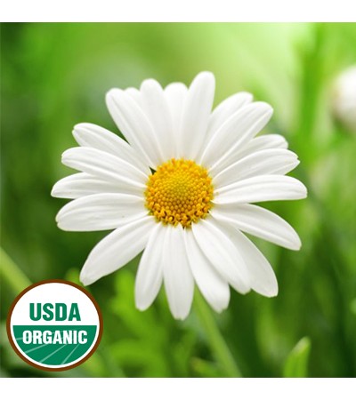 Chamomile Essential Oil German (Nepal) ORGANIC