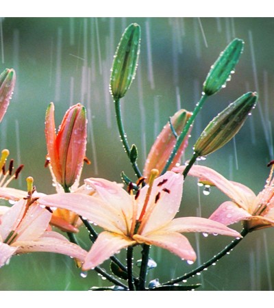 China Rainforest Fragrant Oil