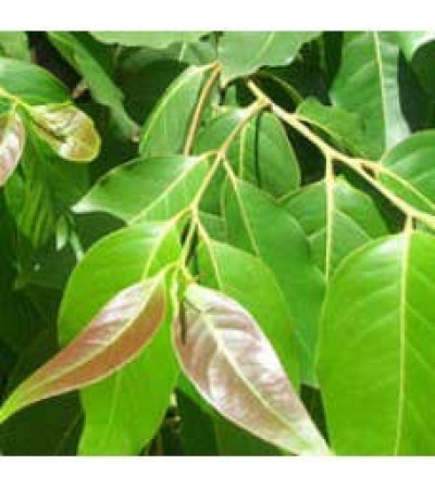 Cinnamon Leaf Essential Oil