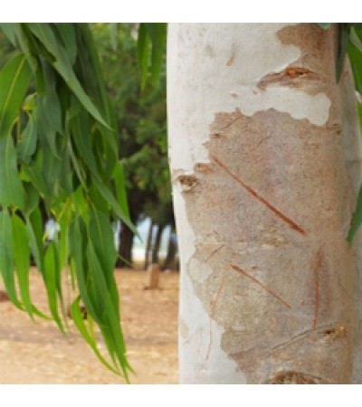 Eucalyptus Essential Oil Smithii