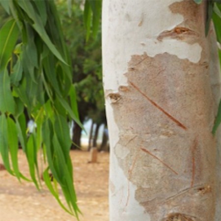 Eucalyptus Globulus Oil (China)