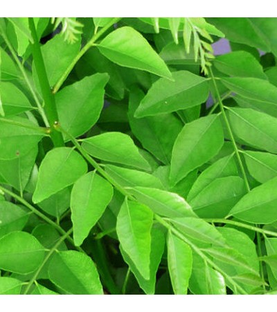 Curry Leaf Essential Oil