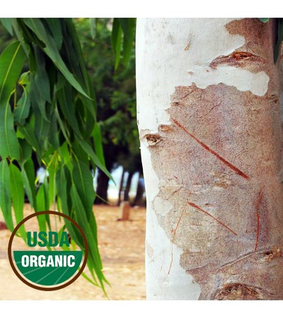 Eucalyptus Blue Mallee Essential Oil Organic
