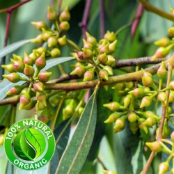 Eucalyptus Globulus Oil ORGANIC