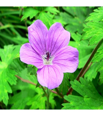 Geranium Essential Oil (Egyptian)