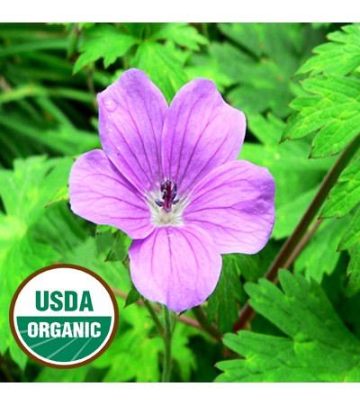 Geranium Essential Oil Organic