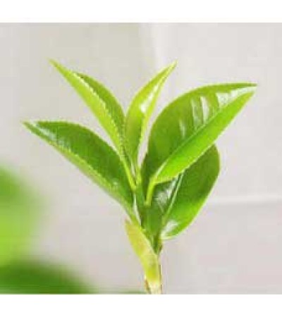 Green Tea Absolute Oil 