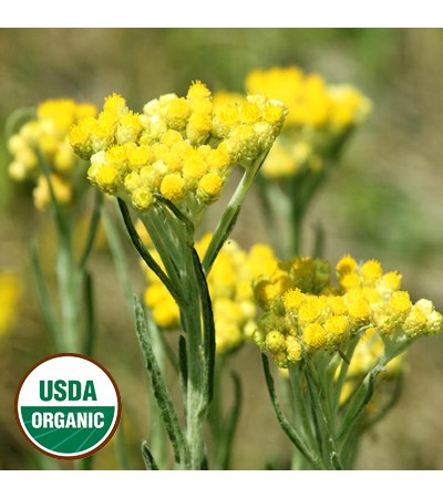 Helichrysum Essential Oil ORGANIC