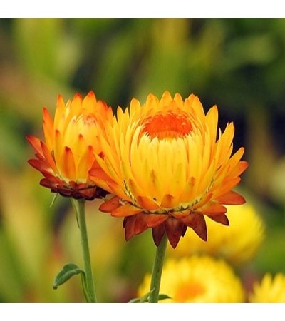 Helichrysum Essential Oil 5%