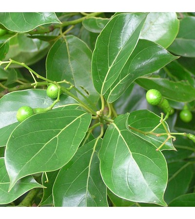 Ho Wood Floral Water Organic