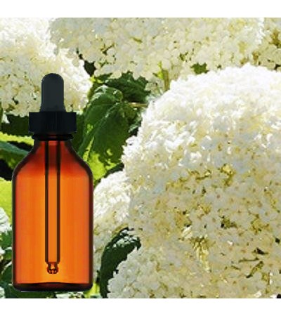 Hydrangea Liquid Extract