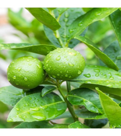 H2O Key Lime Essential Oil (Mexico)