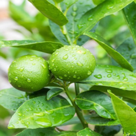 H2O Key Lime Essential Oil (Mexico)