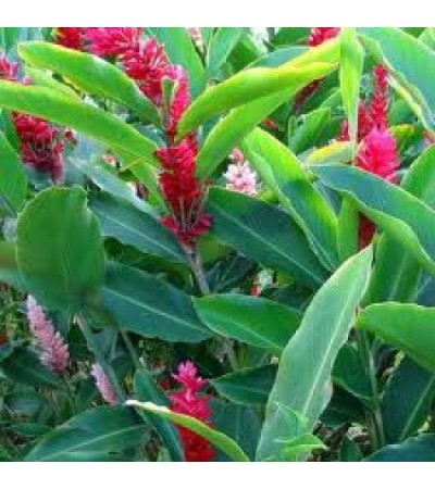 H2O Kulanjan Essential Oil (India)