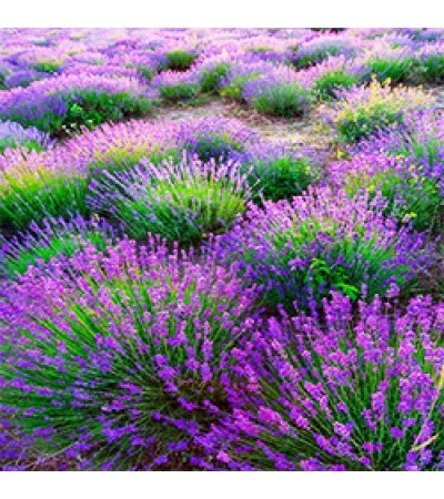 Lavender Kiss Fragrance Oil