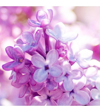Lilac Love Fragrant Oil