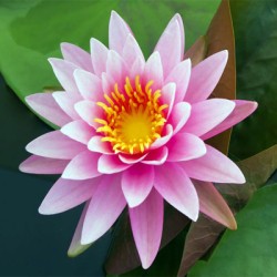 Lotus Pink Absolute Oil