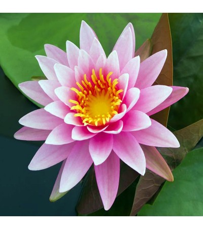 Lotus Pink Absolute Oil