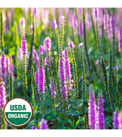 Lavender Essential Oil Organic