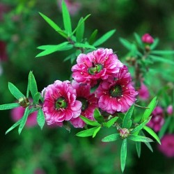 Manuka Essential Oil 