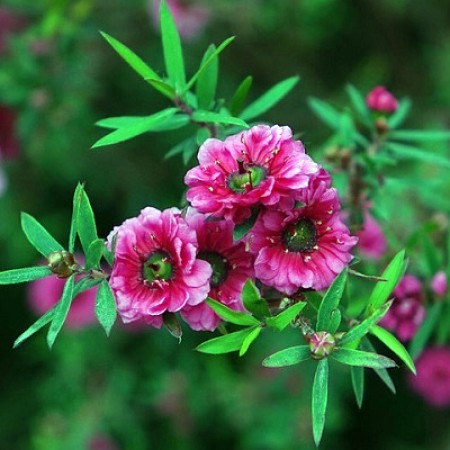 Manuka Essential Oil 