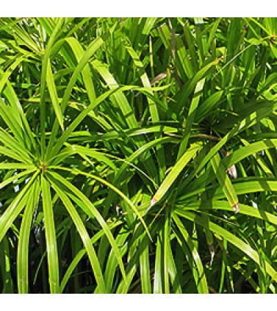 Nagarmotha Cypriol Essential Oil 