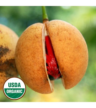 Nutmeg Essential Oil Organic