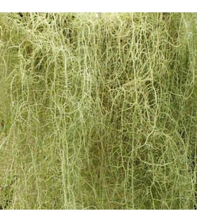 USNEA HERB OR TREE MOSS OR OLD MAN'S BEARD