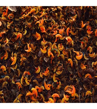 PALASH FLOWER WHOLE