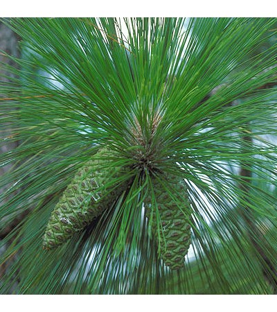 Turpentine Essential Oil