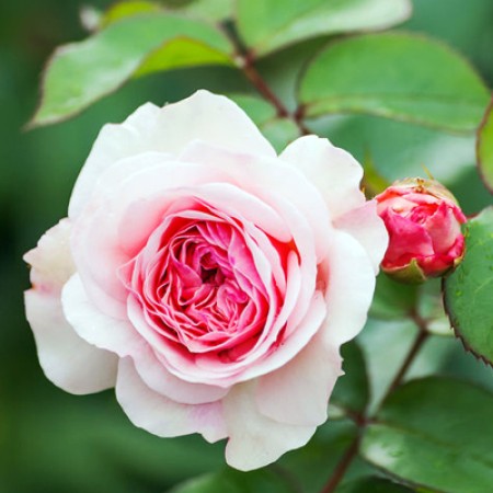 Rose Absolute (Bulgaria)