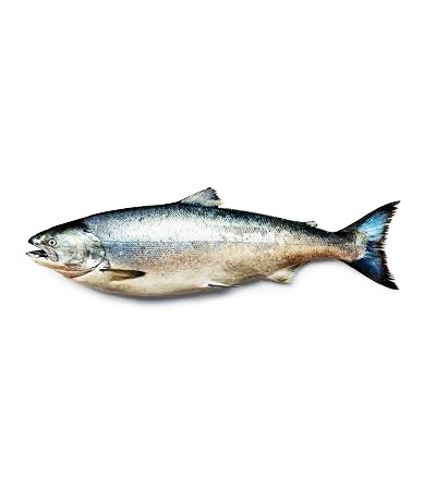 Wild Salmon Fish Oil