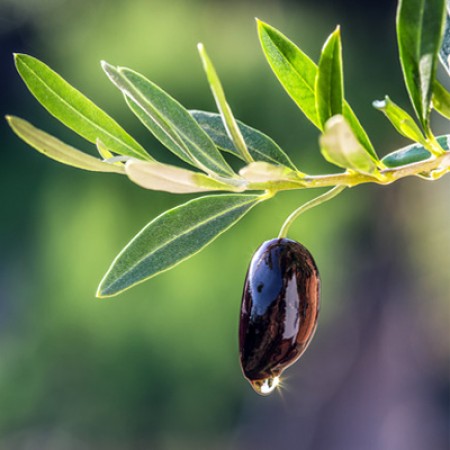 Squalane Oil Olive