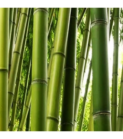 Bamboo Extract Cosmetic