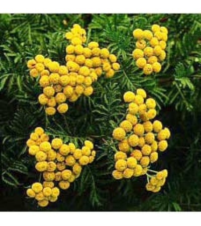 Blue Tansy Essential Oil 