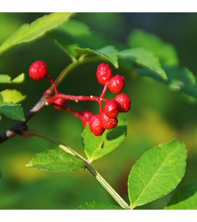 Tomar Seed Essential Oil