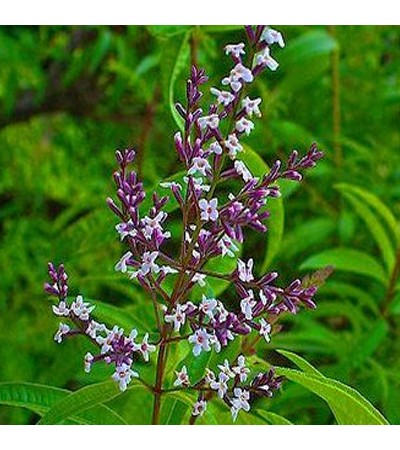 Verbena Blossom Fragrance Oil