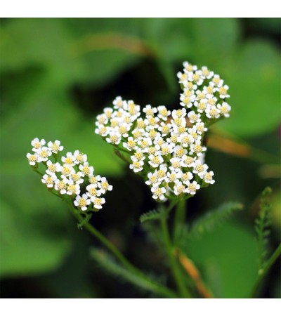 Yarrow Essential Oil Green