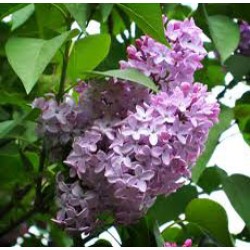 Lilac Absolute Oil