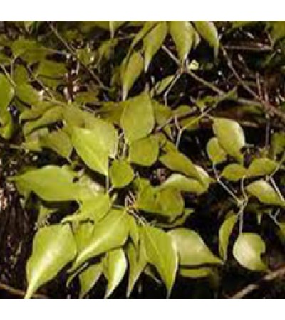 Sandalwood West Indies Oil