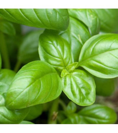 H2O  Basil Essential Oil