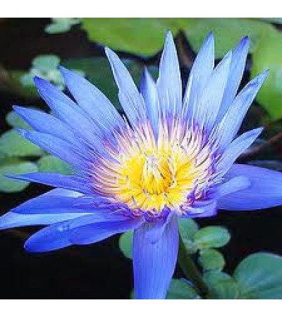 H2O Lotus Blue Oil (India)