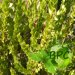 Buchu leaves oil 