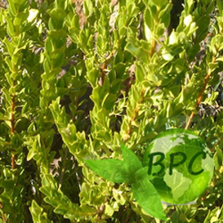 Buchu leaves oil 