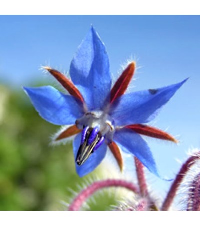 Borage Oil Organic RBDW