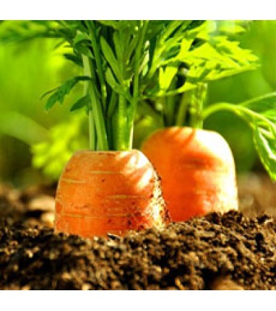 Carrot Seed Essential Oil (INDIA)