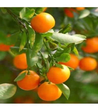 Clementine Essential Oil (Italy)