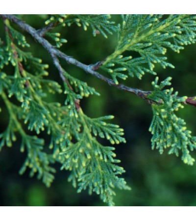 Cypress Floral Water France